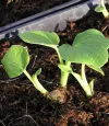propagation soil